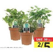 Organic Potted Herbs - 2/$5.00 ($0.98 off)