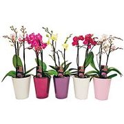 Multi Flora Orchid In Upgraded Pot  - $18.00