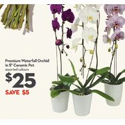 Premium Waterfall Orchild In 5" Ceramic Pot - $25.00 ($5.00 off)