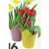 6" Potted Spring Bulbs  - 2/$16.00 ($2.00 off)